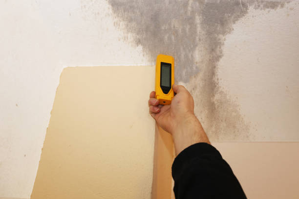 Best Biohazard Mold Removal  in Nsfield Center, MA
