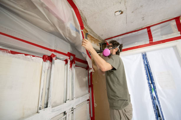 Best Black Mold Removal  in Nsfield Center, MA