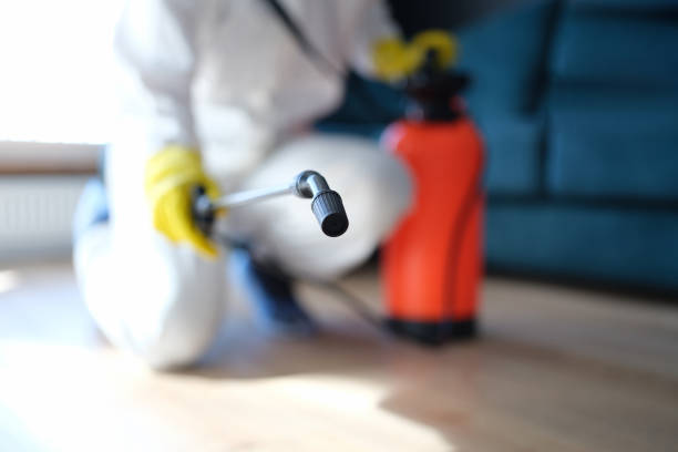 Mold Odor Removal Services in Mansfield Center, MA