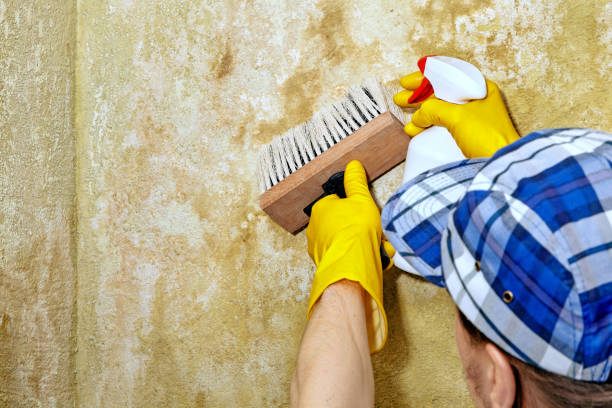 Mold Remediation for Vacation Homes in Mansfield Center, MA