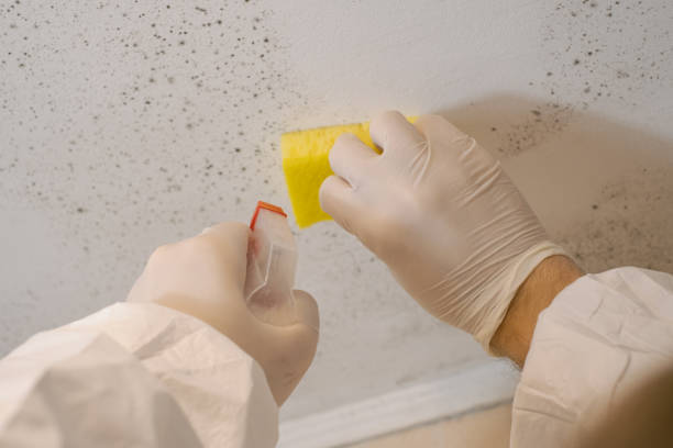 Best Asbestos and Lead Testing During Mold Inspection  in Nsfield Center, MA