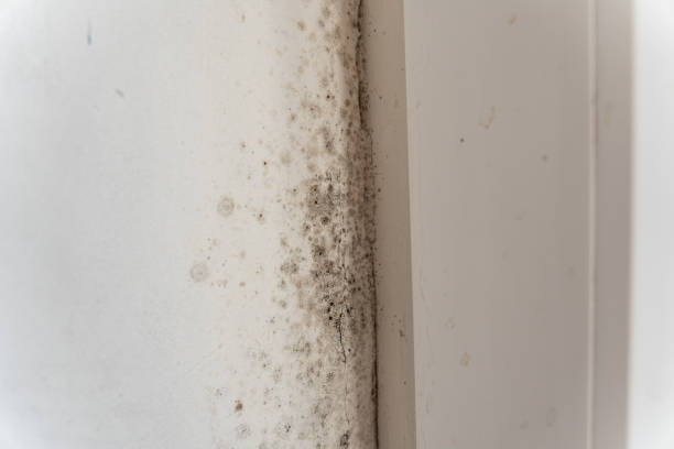 Best Mold Documentation for Insurance Claims  in Nsfield Center, MA