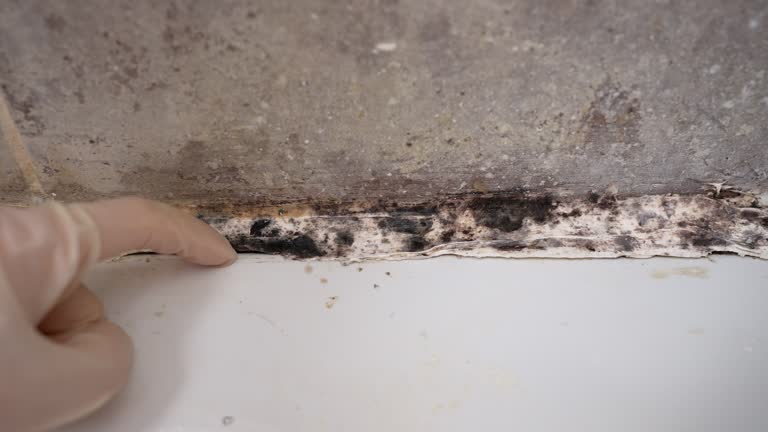 Best Emergency Mold Remediation  in Nsfield Center, MA